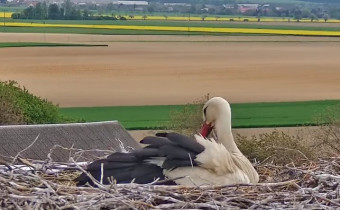 Obraz podglądu z kamery internetowej Dlouhá Loučka - stork's nest